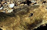 Juvenile Tepees within Upper Tidal Flat Capillary crusts on margin of Depuch Inlet south off Freycinet Basin, Shark Bay, Western Australia