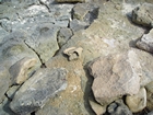 Pleistocene reef, beach, and dunes. Photo taken by Christopher Kendall