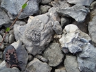 Pleistocene reef, beach, and dunes. Photo taken by Christopher Kendall