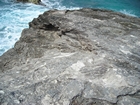 Pleistocene reef, beach, and dunes. Photo taken by Christopher Kendall