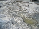 Pleistocene reef, beach, and dunes. Photo taken by Christopher Kendall