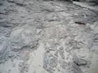 Pleistocene reef, beach, and dunes. Photo taken by Christopher Kendall