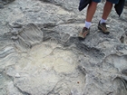 Pleistocene reef, beach, and dunes. Photo taken by Christopher Kendall