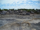 Pleistocene reef, beach, and dunes. Photo taken by Christopher Kendall