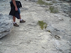 Pleistocene reef, beach, and dunes. Photo taken by Christopher Kendall