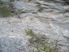 Pleistocene reef, beach, and dunes. Photo taken by Christopher Kendall