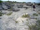 Pleistocene reef, beach, and dunes. Photo taken by Christopher Kendall