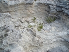 Pleistocene reef, beach, and dunes. Photo taken by Christopher Kendall