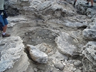 Pleistocene reef, beach, and dunes. Photo taken by Christopher Kendall