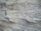 Pleistocene reef, beach, and dunes. Photo taken by Christopher Kendall