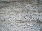 Pleistocene reef, beach, and dunes. Photo taken by Christopher Kendall