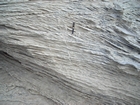 Pleistocene reef, beach, and dunes. Photo taken by Christopher Kendall