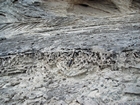 Pleistocene reef, beach, and dunes. Photo taken by Christopher Kendall