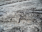 Pleistocene reef, beach, and dunes. Photo taken by Christopher Kendall