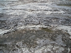 Pleistocene reef, beach, and dunes. Photo taken by Christopher Kendall