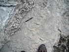 Pleistocene reef, beach, and dunes. Photo taken by Christopher Kendall