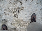 Pleistocene reef, beach, and dunes. Photo taken by Christopher Kendall