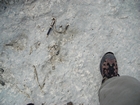 Pleistocene reef, beach, and dunes. Photo taken by Christopher Kendall