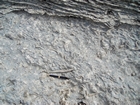 Pleistocene reef, beach, and dunes. Photo taken by Christopher Kendall