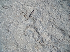 Pleistocene reef, beach, and dunes. Photo taken by Christopher Kendall