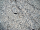 Pleistocene reef, beach, and dunes. Photo taken by Christopher Kendall