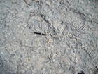 Pleistocene reef, beach, and dunes. Photo taken by Christopher Kendall