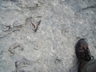 Pleistocene reef, beach, and dunes. Photo taken by Christopher Kendall