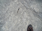 Pleistocene reef, beach, and dunes. Photo taken by Christopher Kendall