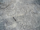 Pleistocene reef, beach, and dunes. Photo taken by Christopher Kendall