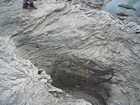 Pleistocene reef, beach, and dunes. Photo taken by Christopher Kendall