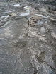 Pleistocene reef, beach, and dunes. Photo taken by Christopher Kendall