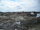 Pleistocene reef, beach, and dunes. Photo taken by Christopher Kendall