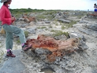 Pleistocene reef, beach, and dunes. Photo taken by Christopher Kendall