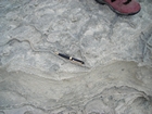 Pleistocene reef, beach, and dunes. Photo taken by Christopher Kendall