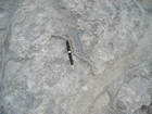 Pleistocene reef, beach, and dunes. Photo taken by Christopher Kendall