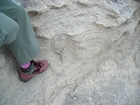 Pleistocene reef, beach, and dunes. Photo taken by Christopher Kendall