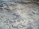 Pleistocene reef, beach, and dunes. Photo taken by Christopher Kendall