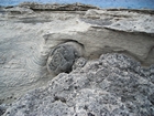 Pleistocene reef, beach, and dunes. Photo taken by Christopher Kendall