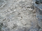 Pleistocene reef, beach, and dunes. Photo taken by Christopher Kendall