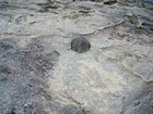 Pleistocene reef, beach, and dunes. Photo taken by Christopher Kendall