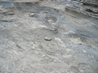 Pleistocene reef, beach, and dunes. Photo taken by Christopher Kendall