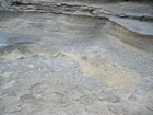 Pleistocene reef, beach, and dunes. Photo taken by Christopher Kendall