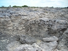 Pleistocene reef, beach, and dunes. Photo taken by Christopher Kendall