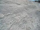 Pleistocene reef, beach, and dunes. Photo taken by Christopher Kendall