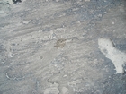 Pleistocene reef, beach, and dunes. Photo taken by Christopher Kendall