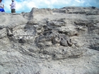 Pleistocene reef, beach, and dunes. Photo taken by Christopher Kendall
