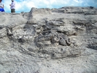 Pleistocene reef, beach, and dunes. Photo taken by Christopher Kendall