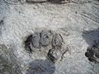 Pleistocene reef, beach, and dunes. Photo taken by Christopher Kendall