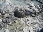 Pleistocene reef, beach, and dunes. Photo taken by Christopher Kendall