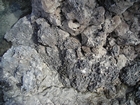 Pleistocene reef, beach, and dunes. Photo taken by Christopher Kendall